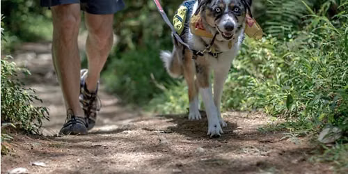 Dog Hike on Rachel