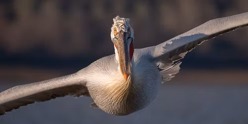 \u0415\u0434\u043d\u043e\u0434\u043d\u0435\u0432\u043d\u0430 \u0435\u043a\u0441\u043a\u0443\u0440\u0437\u0438\u044f \u0441 \u043a\u0430\u0443\u0437\u0430 \u0434\u043e \u0435\u0437. \u041a\u0435\u0440\u043a\u0438\u043d\u0438 