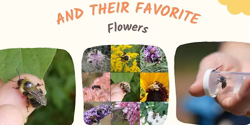 Local Bees and Their Favorite Flowers