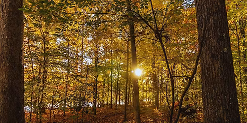 Autumn Forest Bathing: Nature Immersion