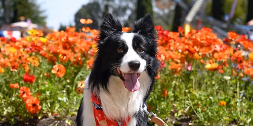 Dogs' Day Out at Floriade