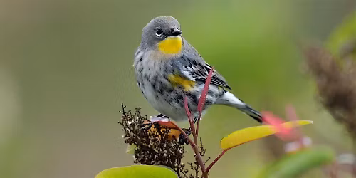 Birding Photo Walk Sponsored by Sony & Optics4Birding - Orange County