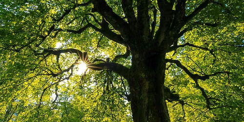 Eco Church Network Monthly Prayer and Discussion
