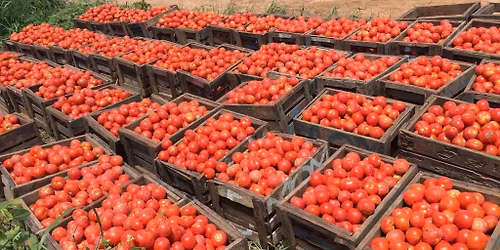 commissioning chemical factory 