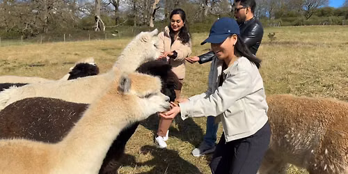 \ud83e\udd99 Meet the London Alpacas in their field: An English Countryside Escape on the Tube!