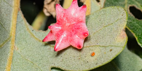 Shady Oaks Park BioBlitz
