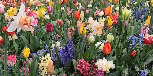 Bulbs & Winter\/Spring Containers \u2013 Gardening Workshop (Premium)