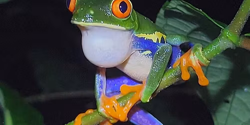 Monthly meeting with presentation on a nature trip to Costa Rica