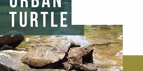 Urban Turtle