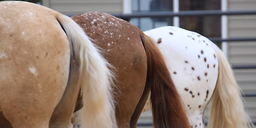 No Spots Needed- Open ALL BREED\/ApHC Show