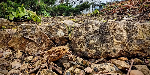 City Nature Challenge 2026 - Abbey Fields, Kenilworth