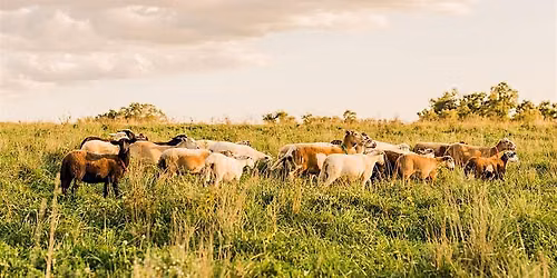 Pasture Walk at Grazy Days Family Farm