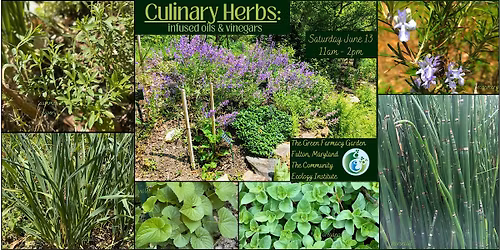 Culinary Herbs : Infused Oils & Vinegars