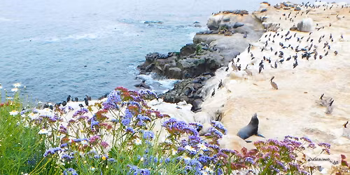 Wildlife Jewels EYES Wildlife Walk & Sunset Savor La Jolla Cove!