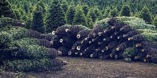 Christmas Tree & Wreath Sales (Wem Christmas Festival)