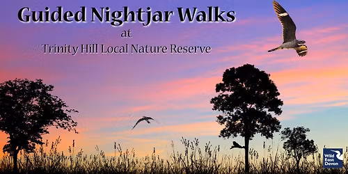 Guided Nightjar Walk