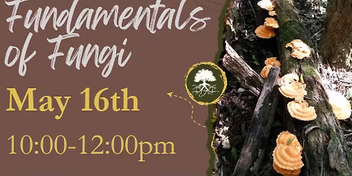 Fundamentals of Fungi 