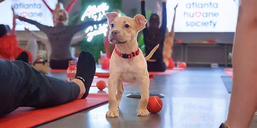 Puppy Yoga