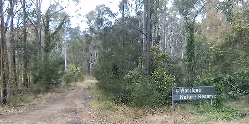 Bushwalk in Worrigee Nature Reserve