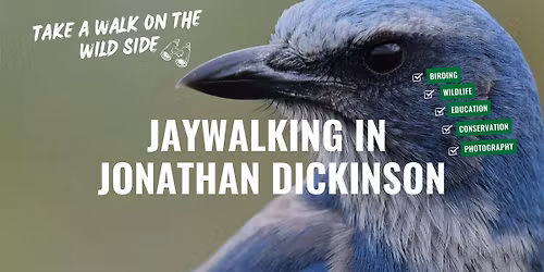 Jaywalking in the Wild: Meet the Florida Scrub Jay