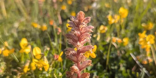 The Bizarre Habits of the Parasitic Plants of Portsdown Hill
