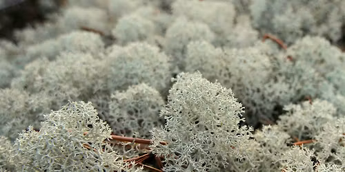 Lichens in the Scrub Hike at Spruce Bluff Preserve