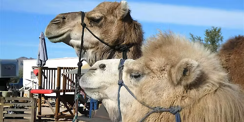 Hi Jolly Parade & Camelpalooza (Jan 10&11, 2026)