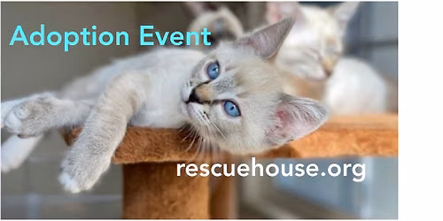 Cat & Kitten Adoption Event - Kahoots 4S Ranch