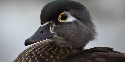 FBC Seattle: Seward Park Bird Outing