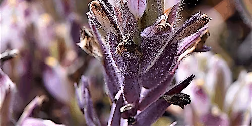 51st Annual SCB Symposium: Birds, Bees, Flies, and Seeds