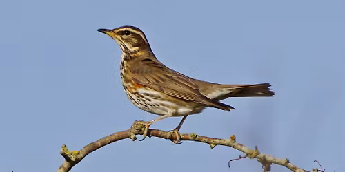 Winter migrants bird walk