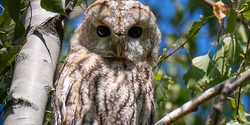 Liczebno\u015b\u0107 i zr\u00f3\u017cnicowanie gatunkowe s\u00f3w w Warszawie w 2024 \/ Przyrodniczy wtorek z ekspertem