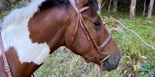 Burt\u2019s Horse Trail Ride