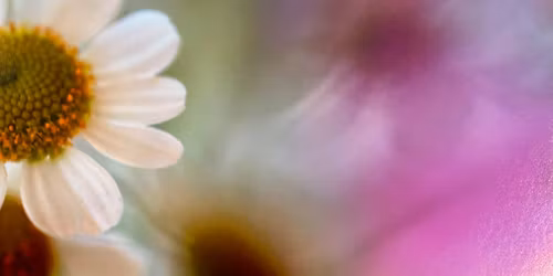 \u00c9clat - a solo show by Nikala Bourke 