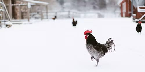Winter on the Farm