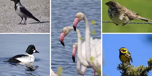 B\u00c6REKRAFTSUKA: Fugler og evolusjon