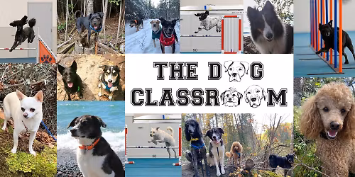 FULL Small Dog Social (Dec 17)