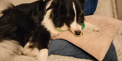 Nordic walking Bieg z Psem Ognisko z Psami 