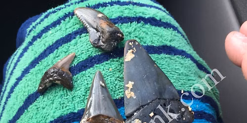 August 2026 NC Wreck & Megalodon Shark Tooth Trip