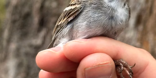 Migratory Bird Banding