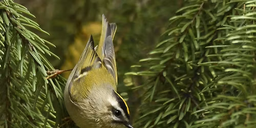 Wednesday Birders at Canyon Hill Cemetery