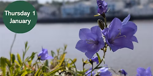 NHSN New Year Plant Hunt