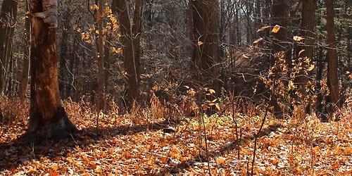 Forest Bathing