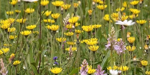 Introduction to Wildflowers