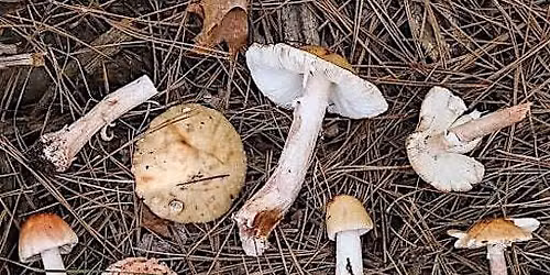 Fungi Hike