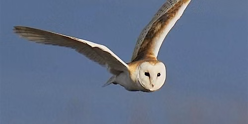 Guided Walk - Long Walk: Discover Lunt Meadows led by Senior Reserve Officer