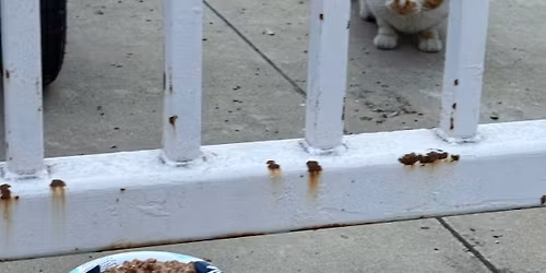 Ellington Feline Foundation Cat Food Donation Drive