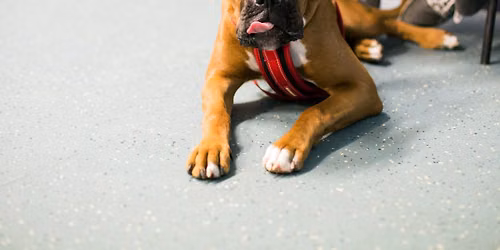 HPDT Harlow Puppy\/High School