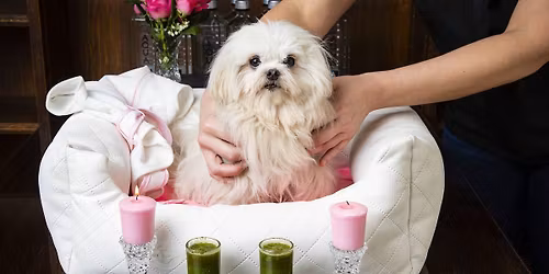 Spoil Your Pets in the Park Market & More - VENDORS, DO NOT RESPOND TO COMMENTS