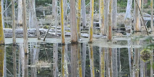 November Senior Stroll